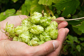 hops_464x309