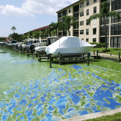 AECOM_Algae_Lee_County_601x600