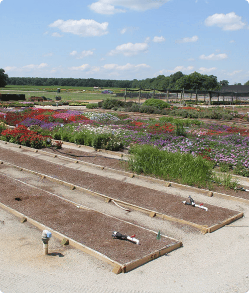costa-farms_test-garden-perennials_2p5x3_300dpi
